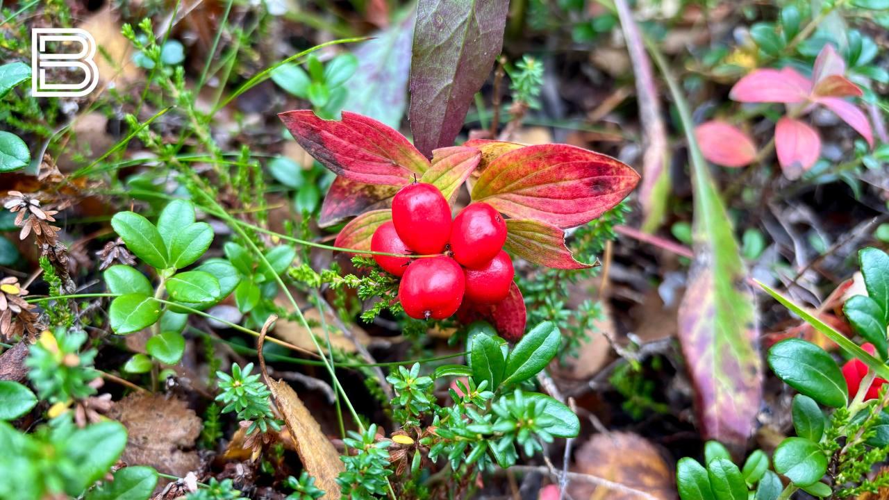 Прогноз погоды в Мурманской области на 22 сентября